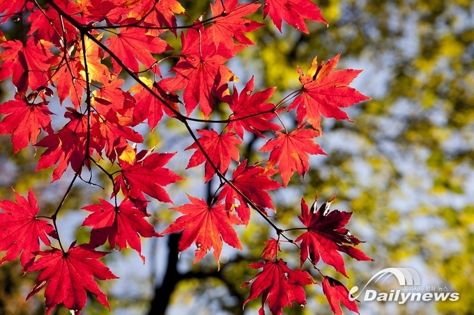 가을의 운치는 맑은 하늘과 함께 볼 수 있는 단풍잎일 것이다.