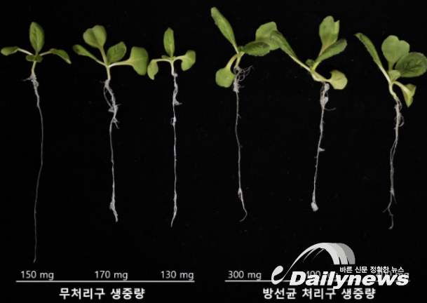 ▲ 스트렙토마이세스 뮤리누스 JS029의 식물 생장 촉진 효능 연구 (자료=환경부) 